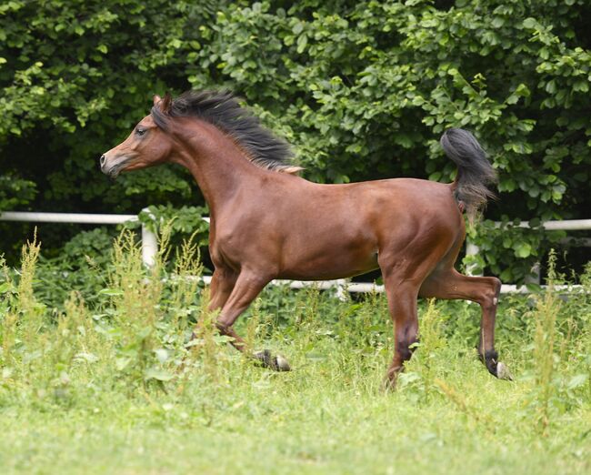 Große braune jährlingshengst zu verkaufen, Sabrina Ecker, Horses For Sale, Schmiding , Image 5