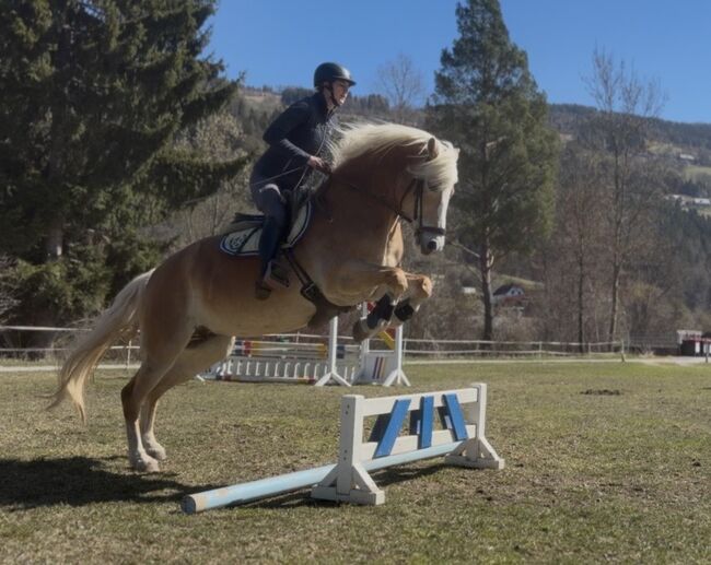 Große Haflinger Stute, Anna Bischof, Pferd kaufen, Sankt Peter am Kammersberg