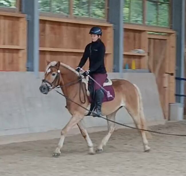 Großer ansprechender 3,5 jähriger Haflingerwallach, Josef Fink, Pferd kaufen, Schleedorf