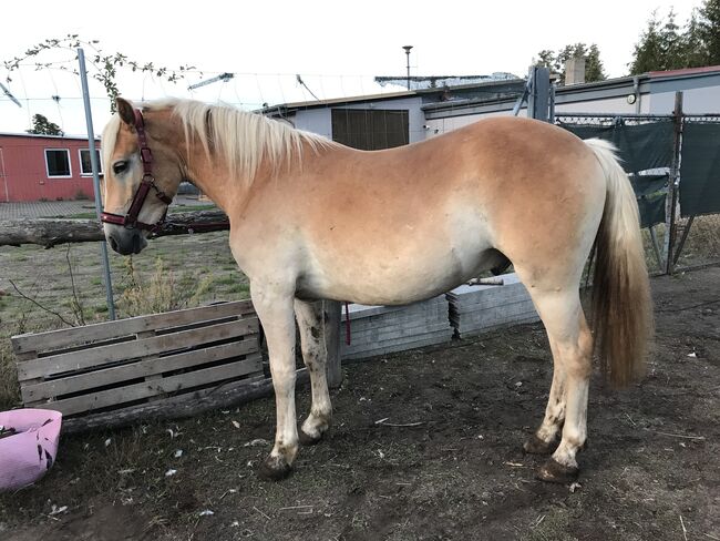 Großer Haflinger Wallach 3 Jahre alt, Janina Kefalas, Pferd kaufen, Colbitz , Abbildung 6