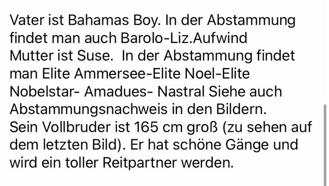 Großer Haflinger Wallach 3 Jahre alt, Janina Kefalas, Pferd kaufen, Colbitz , Abbildung 7