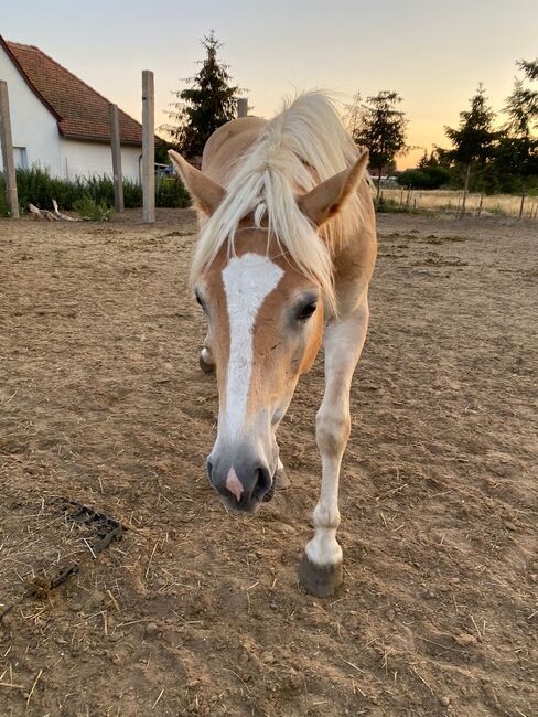 Großer Haflinger Wallach 3 Jahre alt, Janina Kefalas, Pferd kaufen, Colbitz , Abbildung 8