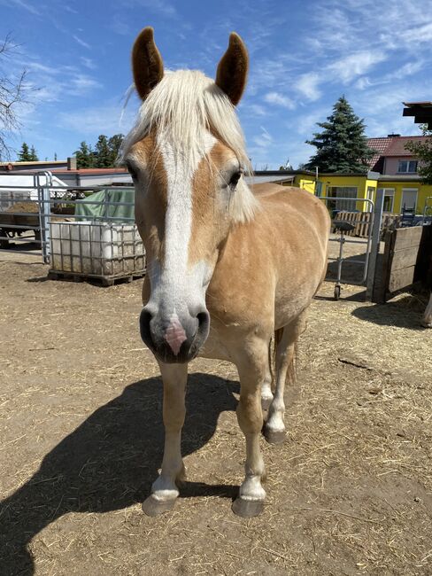 Großer Haflinger Wallach 3 Jahre alt, Janina Kefalas, Pferd kaufen, Colbitz , Abbildung 2