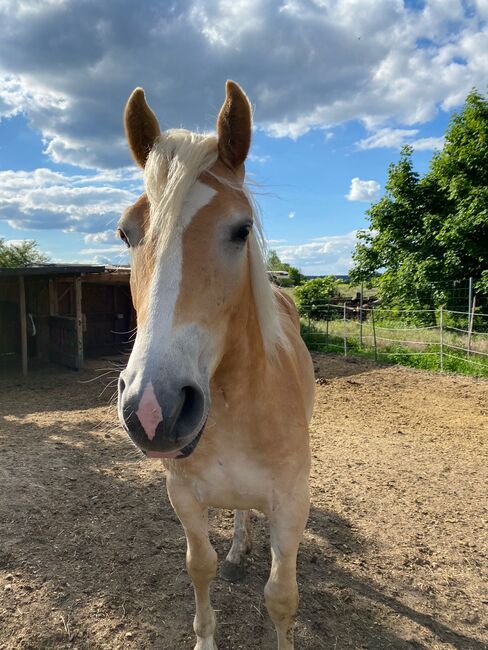 Großer Haflinger Wallach 3 Jahre alt, Janina Kefalas, Pferd kaufen, Colbitz , Abbildung 9