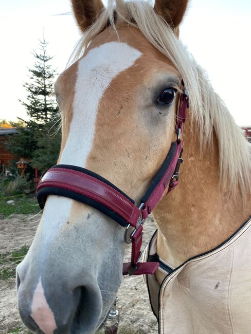 Großer Haflinger Wallach 3 Jahre alt, Janina Kefalas, Pferd kaufen, Colbitz , Abbildung 10