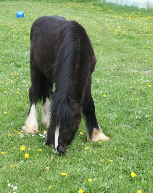 großer Irish Cob Jährling Smoky Black, Tina, Pferd kaufen, Calden