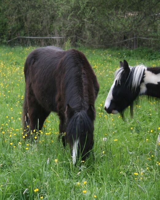 großer Irish Cob Jährling Smoky Black, Tina, Pferd kaufen, Calden, Abbildung 3