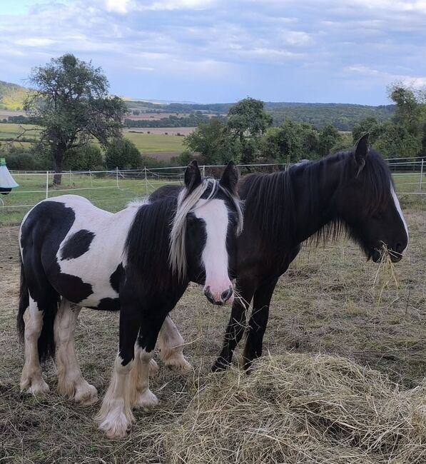 großer Irish Cob Smoky Black, Tina, Pferd kaufen, Calden, Abbildung 2