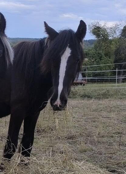 großer Irish Cob Smoky Black, Tina, Pferd kaufen, Calden