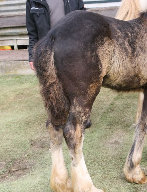 großer Irish Cob Smoky Black, Tina, Pferd kaufen, Calden, Abbildung 4