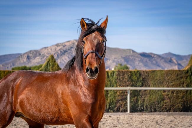 Großer PRE Hengst für den Sport! Dressur oder Working / full papers, Post-Your-Horse.com (Caballoria S.L.), Pferd kaufen, Rafelguaraf