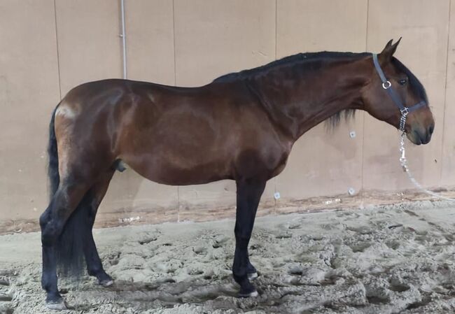Grosser PRE Wallach, ISPA - Iberische Sportpferde Agentur (ISPA - Iberische Sportpferde Agentur), Horses For Sale, Bedburg