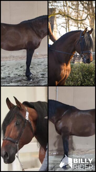 Grosser PRE Wallach, ISPA - Iberische Sportpferde Agentur (ISPA - Iberische Sportpferde Agentur), Pferd kaufen, Bedburg, Abbildung 7