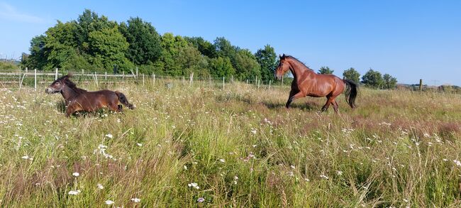 Großer Wallach, Tina, Pferd kaufen, Döbeln, Abbildung 8