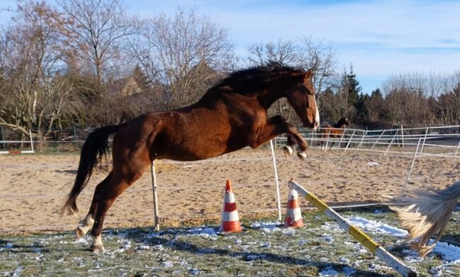 Großer Wallach, Tina, Pferd kaufen, Döbeln