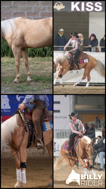 Großrahmige, gut gerittene Quarter Horse Stute, Kerstin Rehbehn (Pferdemarketing Ost), Pferd kaufen, Nienburg, Abbildung 15