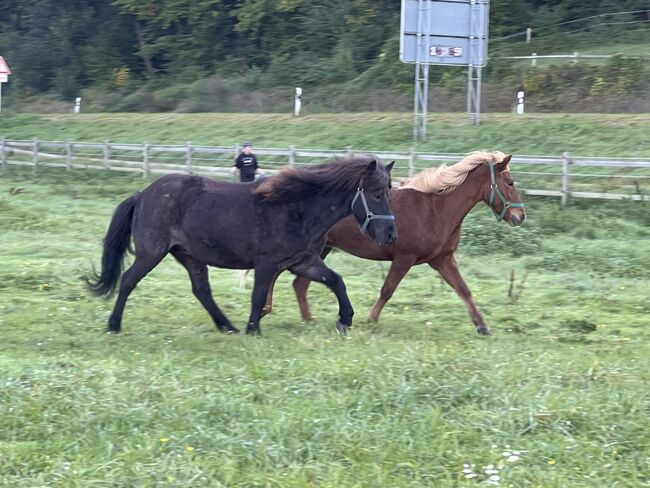 Tolle 4-Gang Islandstute Rappfarbwechsler, Kerstin Rehbehn (Pferdemarketing Ost), Horses For Sale, Nienburg, Image 12