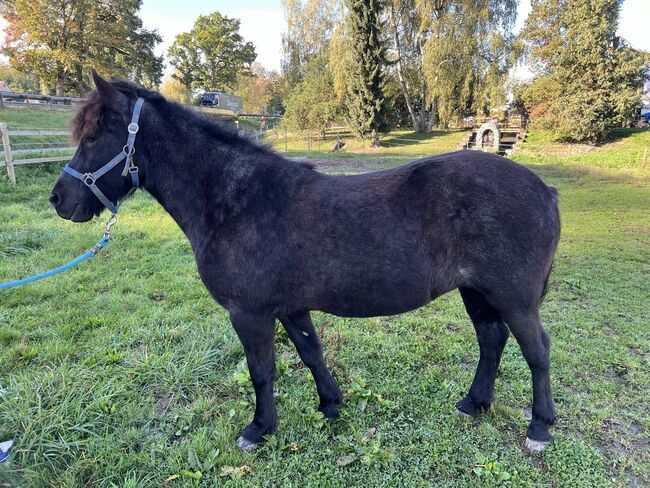 Tolle 4-Gang Islandstute Rappfarbwechsler, Kerstin Rehbehn (Pferdemarketing Ost), Horses For Sale, Nienburg, Image 2