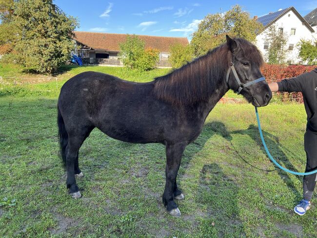 Tolle 4-Gang Islandstute Rappfarbwechsler, Kerstin Rehbehn (Pferdemarketing Ost), Horses For Sale, Nienburg, Image 3