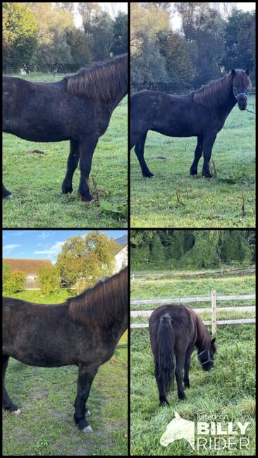 Tolle 4-Gang Islandstute Rappfarbwechsler, Kerstin Rehbehn (Pferdemarketing Ost), Horses For Sale, Nienburg, Image 15