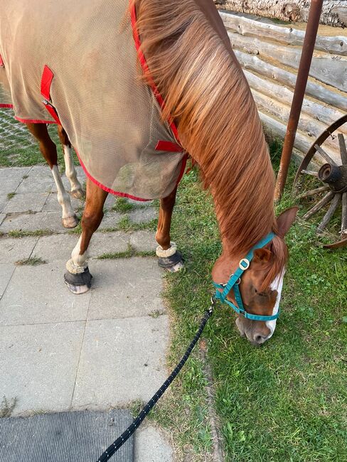 Tolle 9 Jahrige Stute 160cm, Manuela Fuchs (Pferdephysiotherapie- Direkt), Horses For Sale, Gundelfingen, Image 4