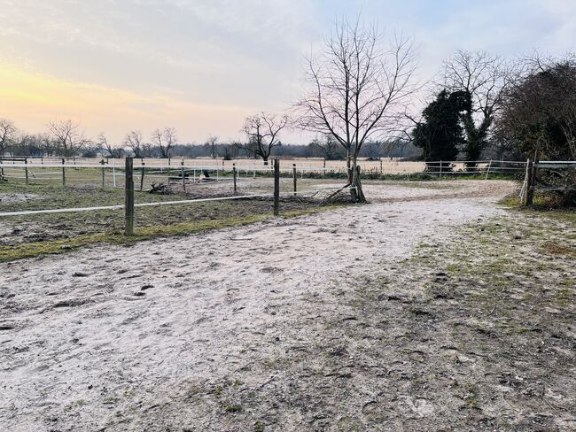 Großer separater Offenstall für Rentnerpferd frei, Ute, Horse Stables, Muggensturm, Image 3