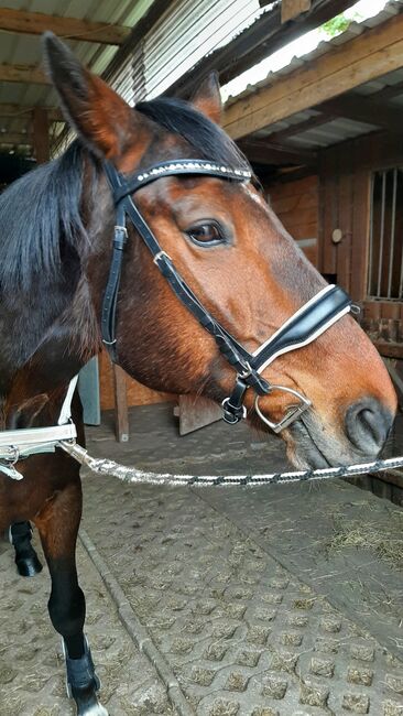 Tolle Busse Trense ohne Gebiss wie neu, Busse, Yvonne Basedow , Bridles & Headstalls, Bergen auf Rügen , Image 3