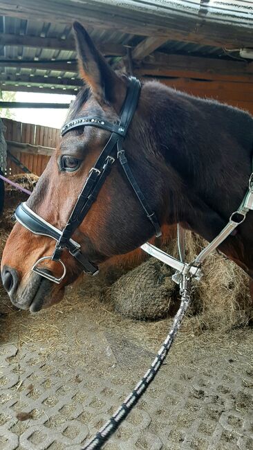 Tolle Busse Trense ohne Gebiss wie neu, Busse, Yvonne Basedow , Bridles & Headstalls, Bergen auf Rügen , Image 2