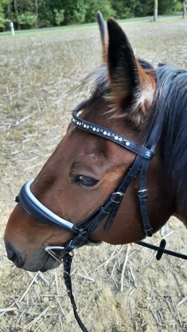 Tolle Busse Trense ohne Gebiss wie neu, Busse, Yvonne Basedow , Bridles & Headstalls, Bergen auf Rügen 