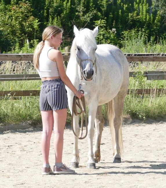 Tolle Connemara Stute sucht neues Zuhause, Christina Knapp , Horses For Sale, Leoben , Image 5