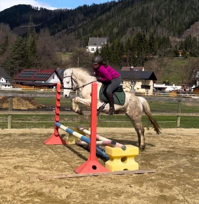 Tolle Connemara Stute sucht neues Zuhause, Christina Knapp , Horses For Sale, Leoben , Image 6