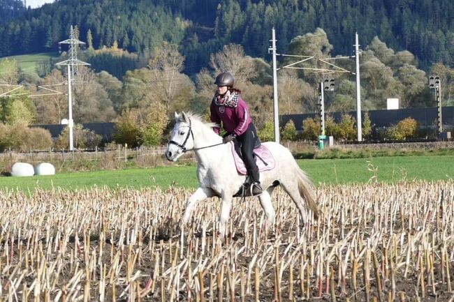 Tolle Connemara Stute sucht neues Zuhause, Christina Knapp , Horses For Sale, Leoben , Image 7