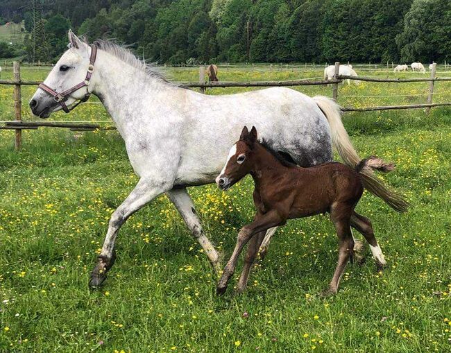 Tolle Connemara Stute sucht neues Zuhause, Christina Knapp , Horses For Sale, Leoben , Image 8