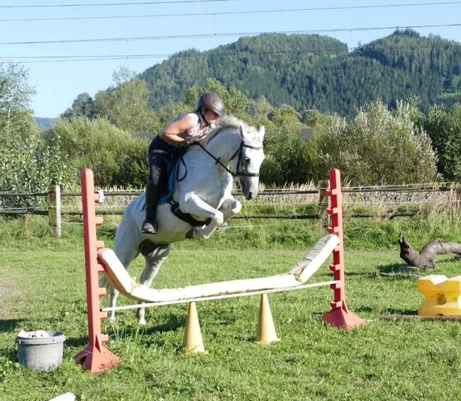 Tolle Connemara Stute sucht neues Zuhause, Christina Knapp , Horses For Sale, Leoben , Image 9