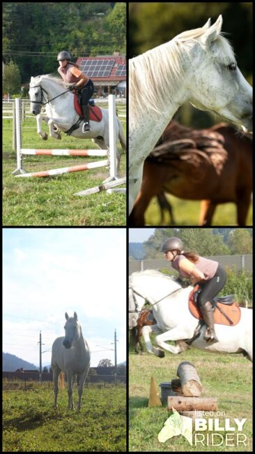 Tolle Connemara Stute sucht neues Zuhause, Christina Knapp , Horses For Sale, Leoben , Image 14