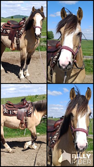 Toller, dunskinfarbener Criollo Wallach, Kerstin Rehbehn (Pferdemarketing Ost), Horses For Sale, Nienburg, Image 6