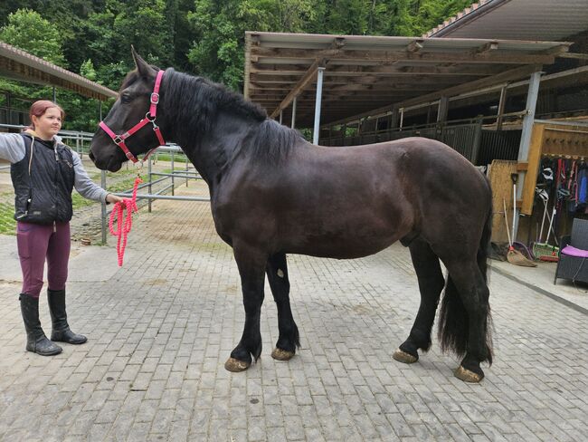 Grosser und Sehr gangstarker lieber Noriker Wallach, Manuela KUBNY , Horses For Sale, Küßnach , Image 4