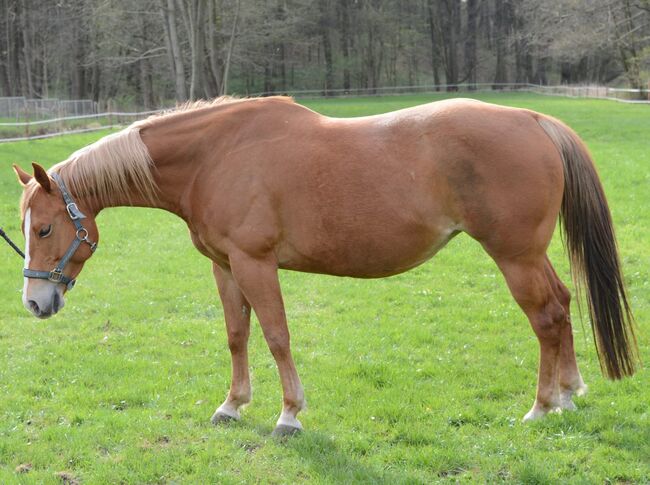 tolle Zuchtstute mit guter, solider Abstammung abzugeben, Kerstin Rehbehn (Pferdemarketing Ost), Horses For Sale, Nienburg