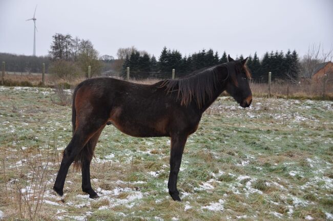 Großrahmiger, typvoller Allrounder, Kerstin Rehbehn (Pferdemarketing Ost), Horses For Sale, Nienburg, Image 12