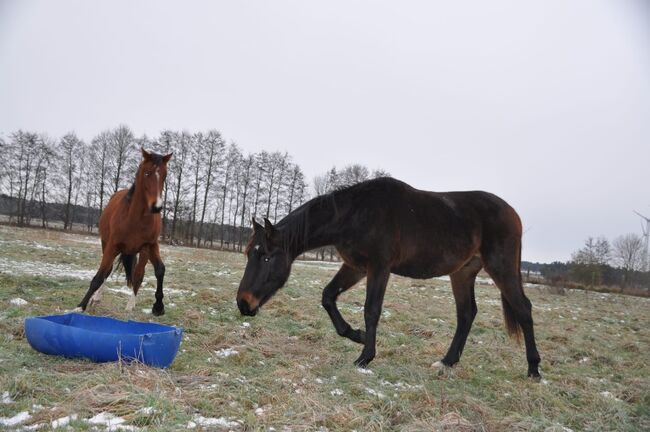 Großrahmiger, typvoller Allrounder, Kerstin Rehbehn (Pferdemarketing Ost), Horses For Sale, Nienburg, Image 10