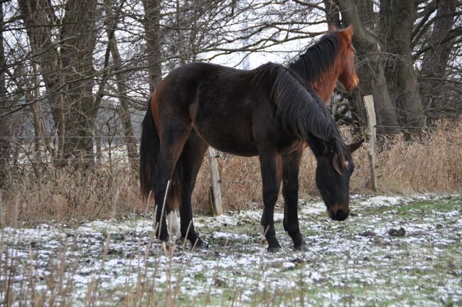 Großrahmiger, typvoller Allrounder, Kerstin Rehbehn (Pferdemarketing Ost), Horses For Sale, Nienburg, Image 8
