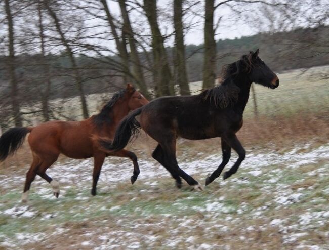 Großrahmiger, typvoller Allrounder, Kerstin Rehbehn (Pferdemarketing Ost), Horses For Sale, Nienburg, Image 6