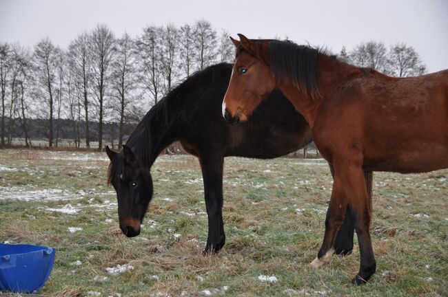 Großrahmiger, typvoller Allrounder, Kerstin Rehbehn (Pferdemarketing Ost), Horses For Sale, Nienburg, Image 18