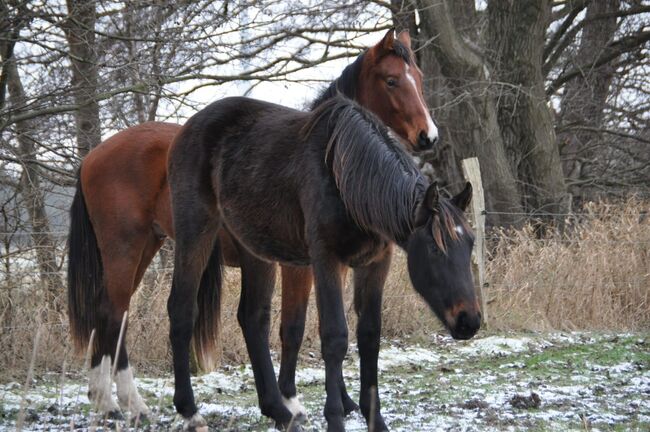 Großrahmiger, typvoller Allrounder, Kerstin Rehbehn (Pferdemarketing Ost), Horses For Sale, Nienburg, Image 9