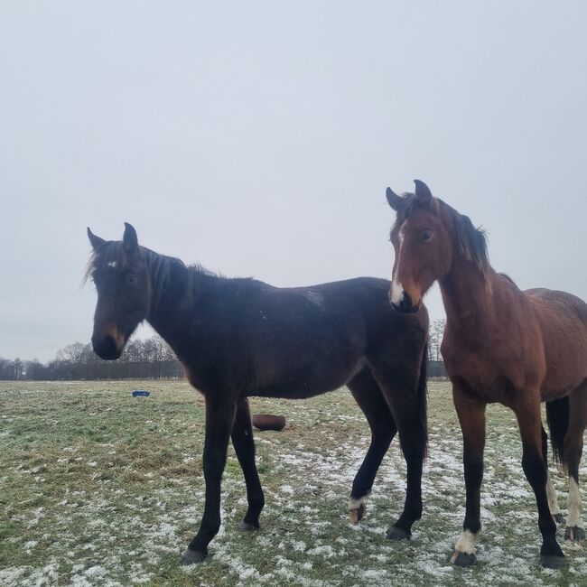 Großrahmiger, typvoller Allrounder, Kerstin Rehbehn (Pferdemarketing Ost), Horses For Sale, Nienburg, Image 2