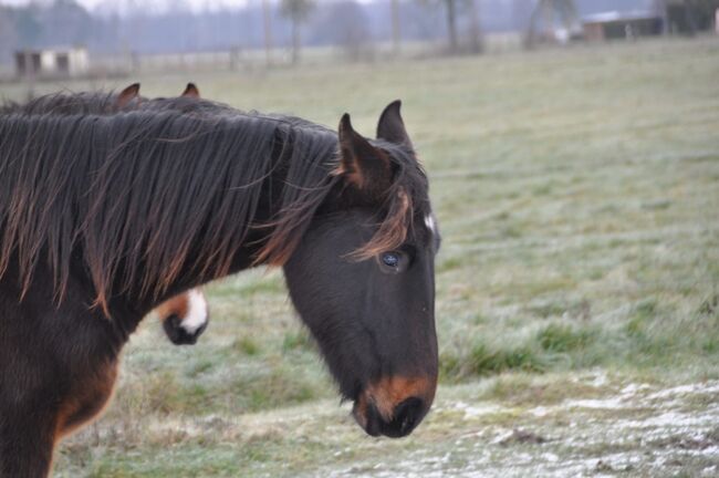Großrahmiger, typvoller Allrounder, Kerstin Rehbehn (Pferdemarketing Ost), Horses For Sale, Nienburg, Image 14