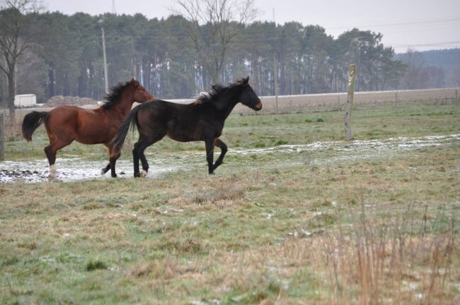 Großrahmiger, typvoller Allrounder, Kerstin Rehbehn (Pferdemarketing Ost), Horses For Sale, Nienburg, Image 17