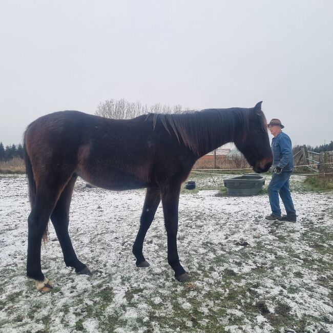 Großrahmiger, typvoller Allrounder, Kerstin Rehbehn (Pferdemarketing Ost), Horses For Sale, Nienburg, Image 3
