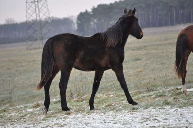 Großrahmiger, typvoller Allrounder, Kerstin Rehbehn (Pferdemarketing Ost), Horses For Sale, Nienburg, Image 5
