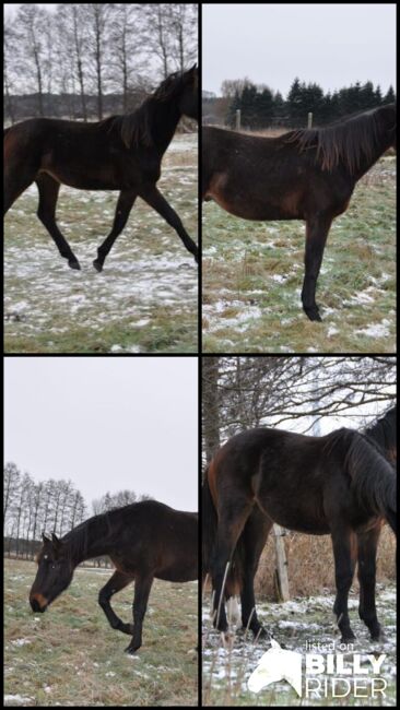 Großrahmiger, typvoller Allrounder, Kerstin Rehbehn (Pferdemarketing Ost), Horses For Sale, Nienburg, Image 20
